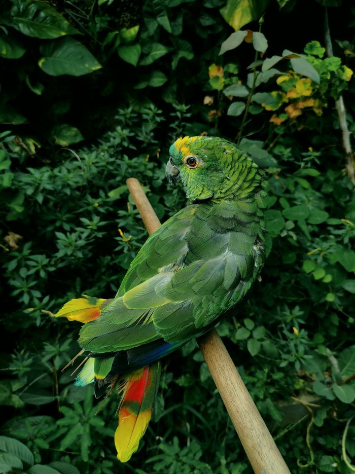 A vibrant green parrot with colorful feathers perches on a stick among lush foliage in Belo Horizonte, Brazil.