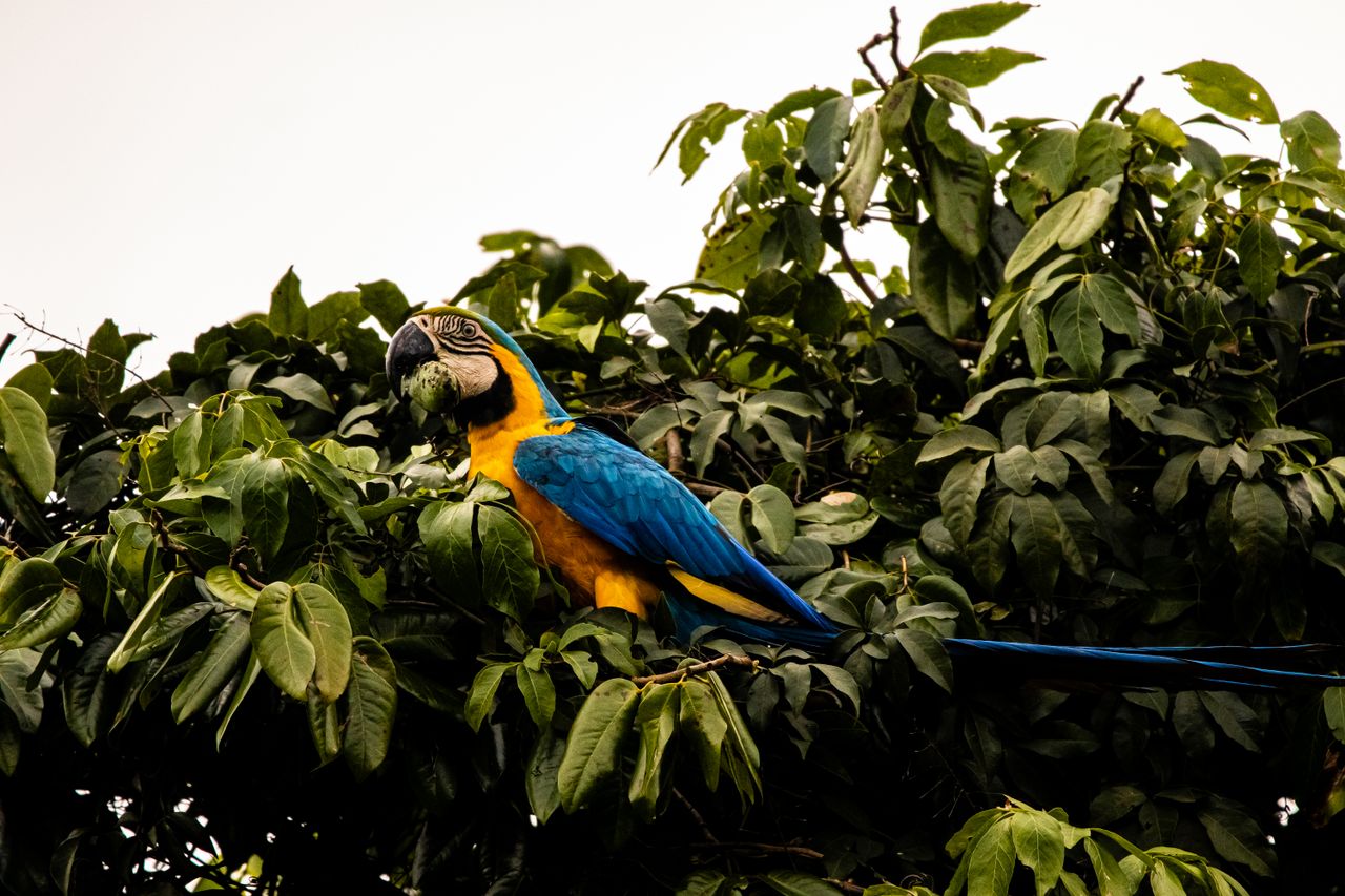 A stunning blue and yellow macaw perched in dense green foliage showcasing vibrant colors.